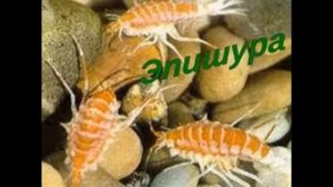 Обитатели озера Байкал 1