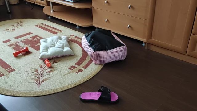 Йоркширский терьер решил поиграть