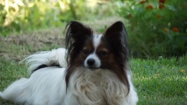 папильон [папийон] "Бублик" смотреть онлайн