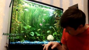 Какие рыбки в моем аквариуме#аквариум 120 литров