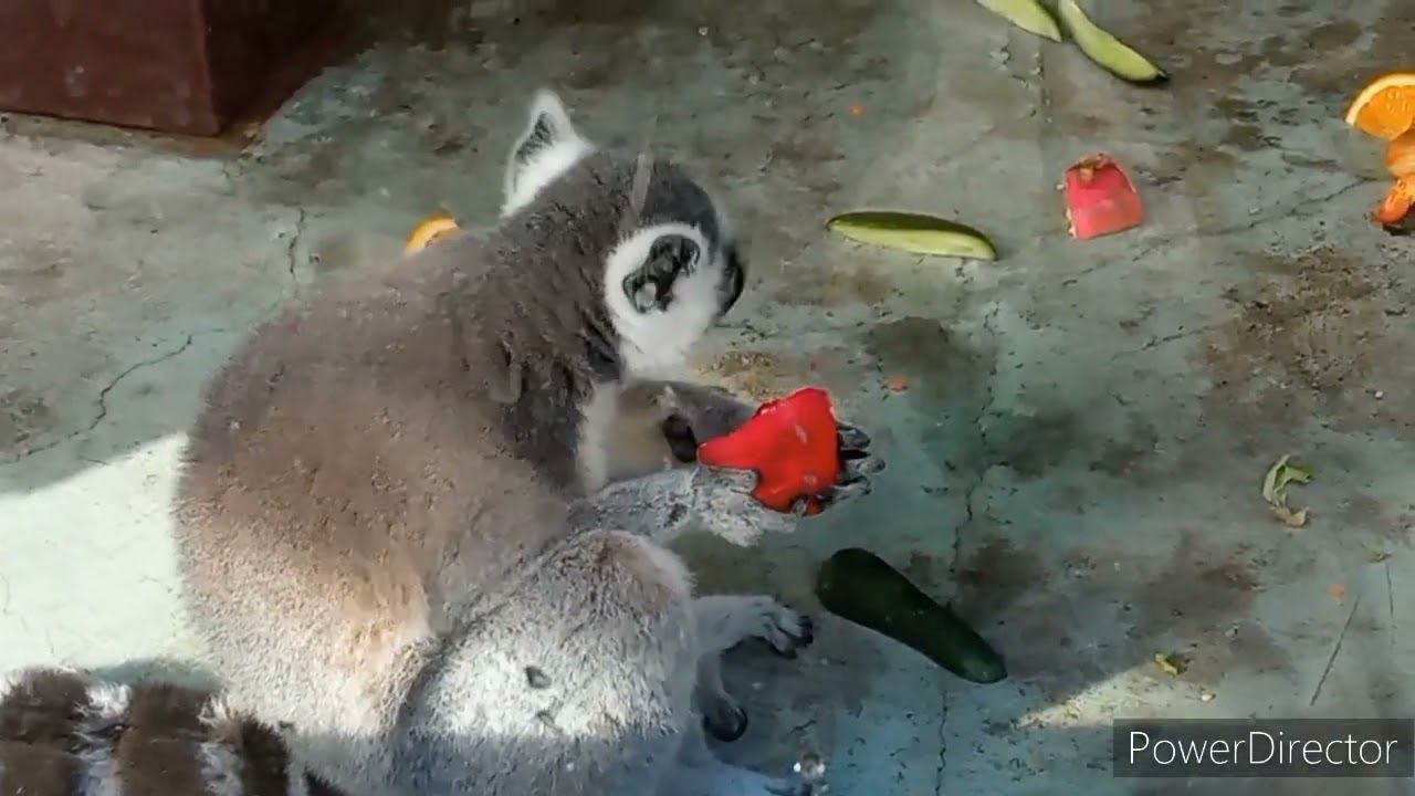 По Геленджику - часть 2 - Сафари парк смотреть онлайн