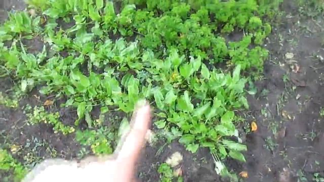 Дачные новости Подготовка к зиме смотреть онлайн