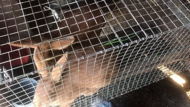 Первая случка бургундских кроликов, в клетке. Размножение кроликов. Мои кролики. Дачная Жизнь ТВ. смотреть онлайн