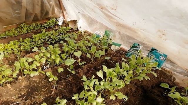 Я В ШОКЕ ОТ РАССАДЫ капусты и цветов в теплице. Что сделал в саду и огороде в апреле. смотреть онлайн