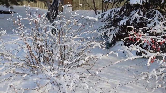 СВИНЫЕ РЕБРЫШКИ ПО ГРУЗИНСКИ смотреть онлайн