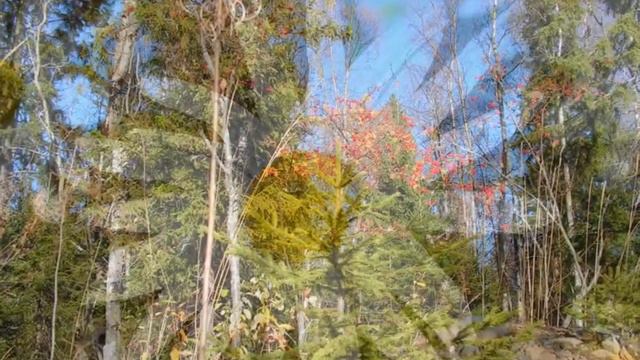 Золотая осень - музыка гитара смотреть онлайн