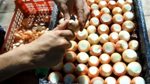 ЛУК НА ЗЕЛЕНЬ ПЕРО ЛУЧШИЙ СПОСОБ