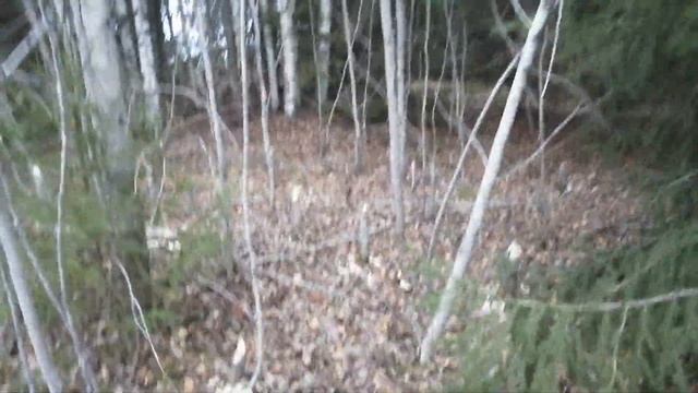 Бобровая плотина. Спустили. смотреть онлайн