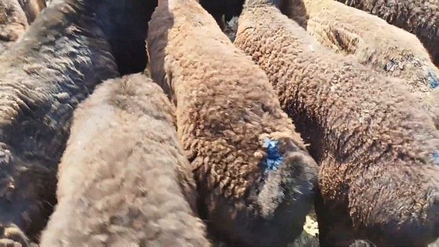 ХАЛМИОН МАЛ БАЗАРЫ СОНУН БОЛДУ 16 06 2023 смотреть онлайн