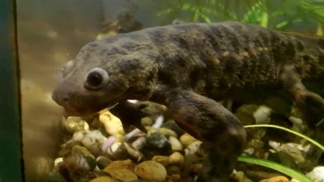 Кормление испанского (иглистого, ребристого) тритона рубленным дождевым червем смотреть онлайн