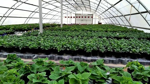 Какое УДОБРЕНИЕ всё-таки ЛУЧШЕ? РЕЗУЛЬТАТ на выгонке ЦВЕТКА! смотреть онлайн