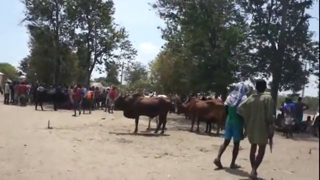 Мадагаскар Рынок зебу Бычок нервничает смотреть онлайн