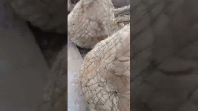 Крупномеры. Как выбирать смотреть онлайн