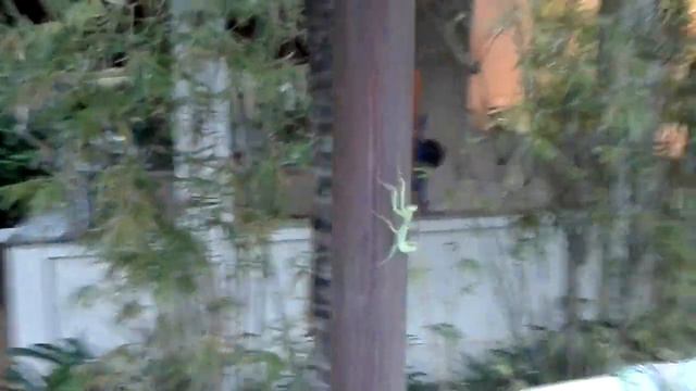 Танцующий богомол во Вьетнаме смотреть онлайн