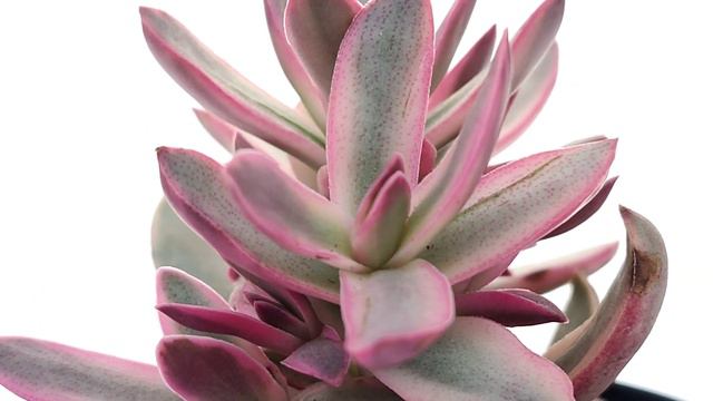 Crassula Rubricaulis 'Candy Cane'