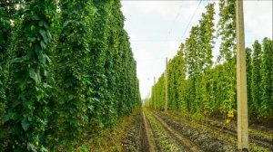 Выращивание Хмеля как бизнес идея