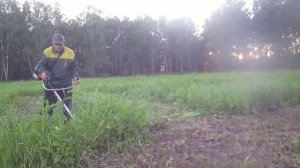 Бензотриммером ВИХРЬ кошу траву для коров.