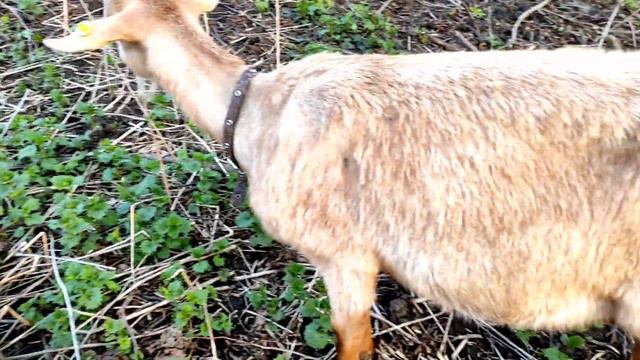Дела,не только козьи.Козлята без матерей.Одну козу лечим,другой плохо смотреть онлайн