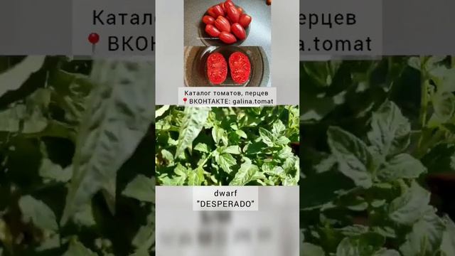ТОМАТЫ СЕРИИ "ГНОМ"? #семенатоматов #dwarf #сад #томаты #всенадачу #помидоры смотреть онлайн
