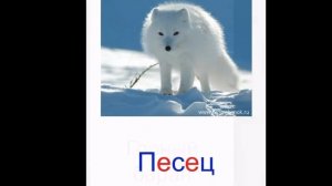 Карточки Домана «Дикие животные»