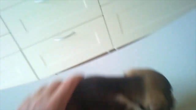 OMG! 70000+ Maggots Cleaned From Poor PUPPIES! Animal Rescue 2022 смотреть онлайн