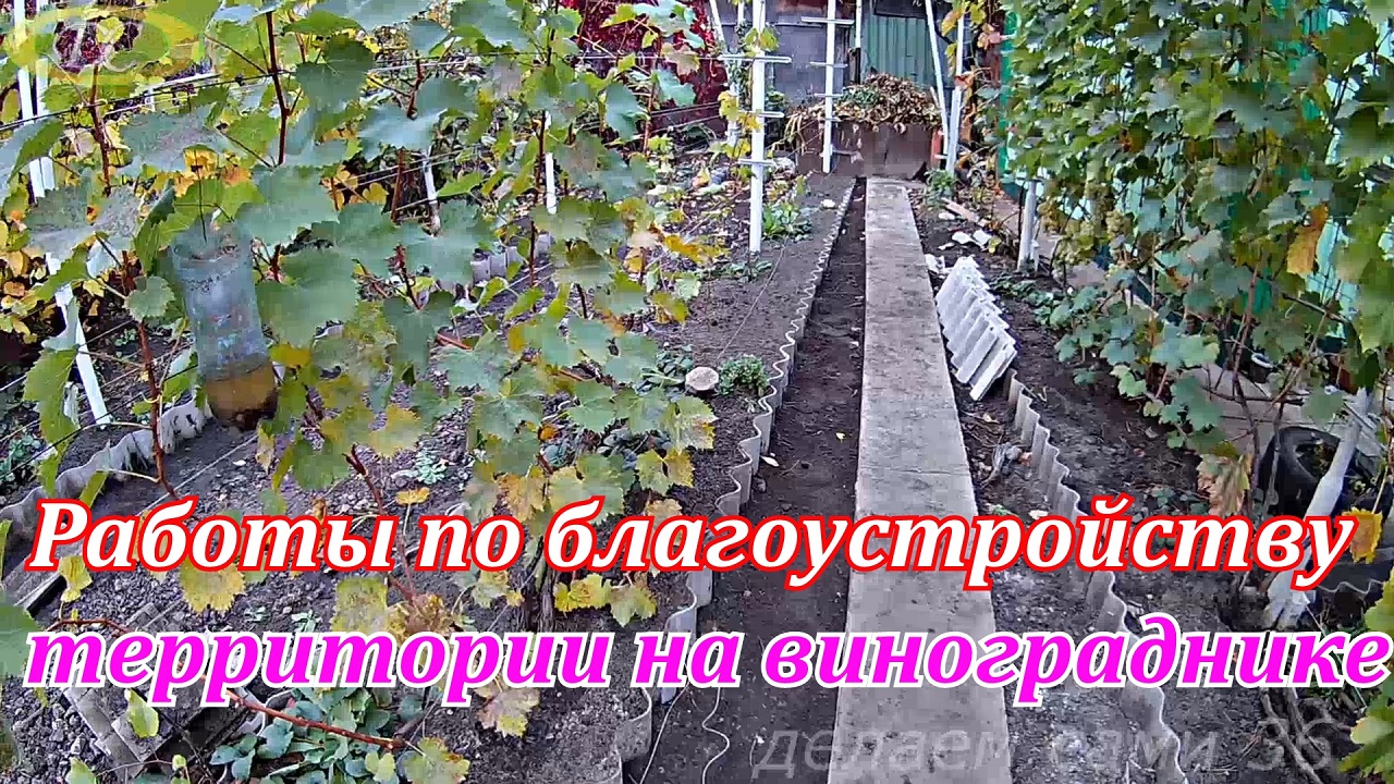 Благоустройство территории на винограднике.Виноградник осенью. смотреть онлайн