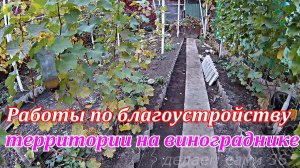 Благоустройство территории на винограднике.Виноградник осенью.