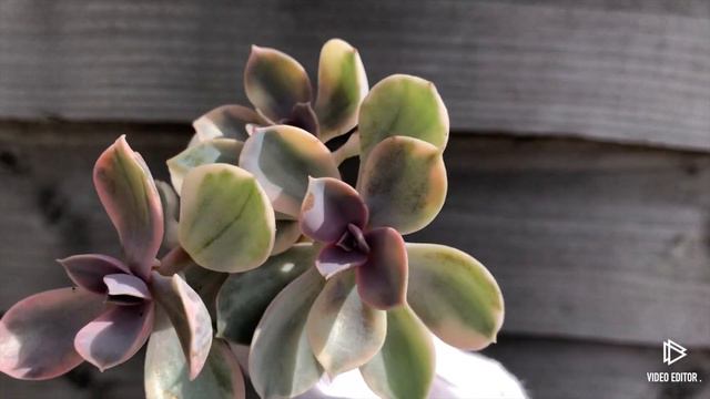 Echeveria Rainbow смотреть онлайн
