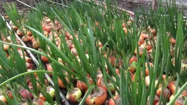 Краснодарский кр. г. Апшеронск. Центральный рынок. Специи и приправы от Надежды Калистратовны. смотреть онлайн