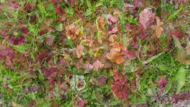 Деревенские Цветочки смотреть онлайн