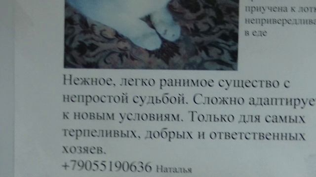 Доска объявлений о животных. Март 2023. Ветклиника Бемби. смотреть онлайн