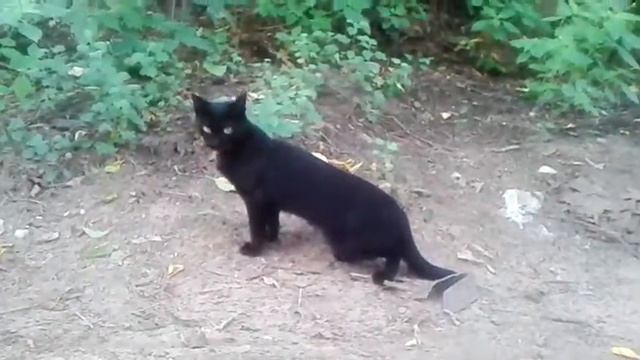 Маленькая пума (кошка). смотреть онлайн