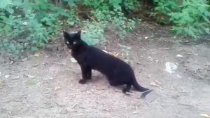 Маленькая пума (кошка).