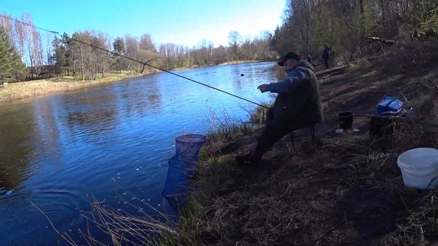 Воспоминание о весне.Ловля плотвы на поплавок в проводку на реке Салаца. Май 2020 года. смотреть онлайн