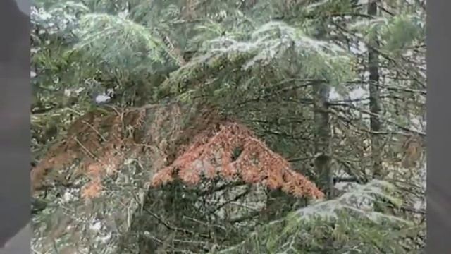 Свет Осени. Музыка от Ласки. смотреть онлайн