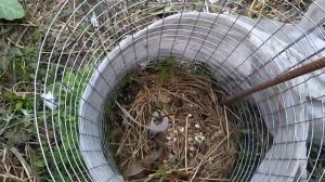 азимина в 1-й год роста