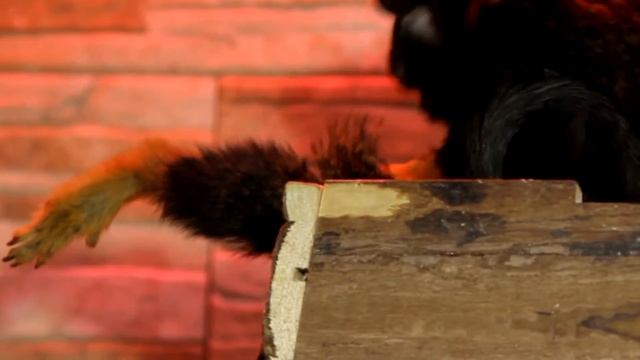Все О Домашних Животных Карманные Обезьянки Тамарины смотреть онлайн