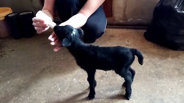 #кормление ягнёнка смотреть онлайн