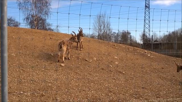 Tallinna loomaaed. Kitsed. - Таллинский зоопарк. Козлы. смотреть онлайн