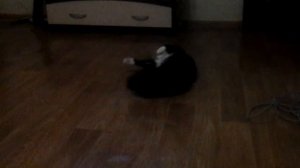 Кошка зомби