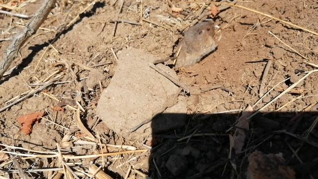 Крот слепыш смотреть онлайн