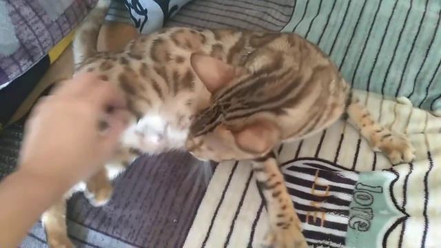 Как распознать признаки беременности у кошки! смотреть онлайн