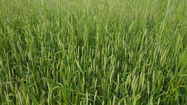 Работа на колосках