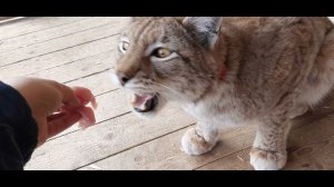 Голодная рысь/ домашняя рысь Василиса трапезничает