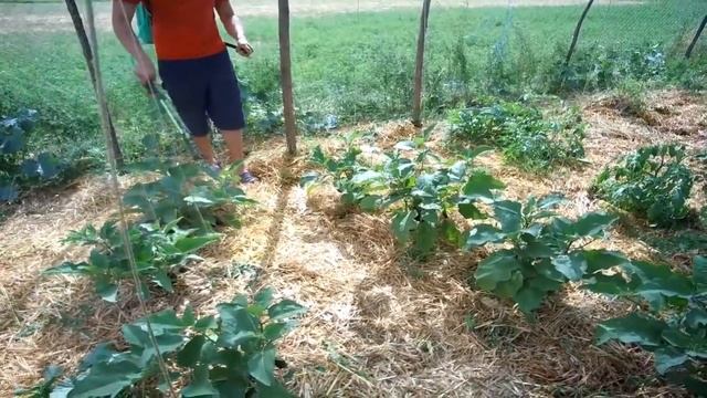 ПОЛНАЯ, ПОЭТАПНАЯ ТЕХНОЛОГИЯ ВЫРАЩИВАНИЯ БАКЛАЖАН ОТ СЕМЯН ДО СБОРА УРОЖАЯ смотреть онлайн