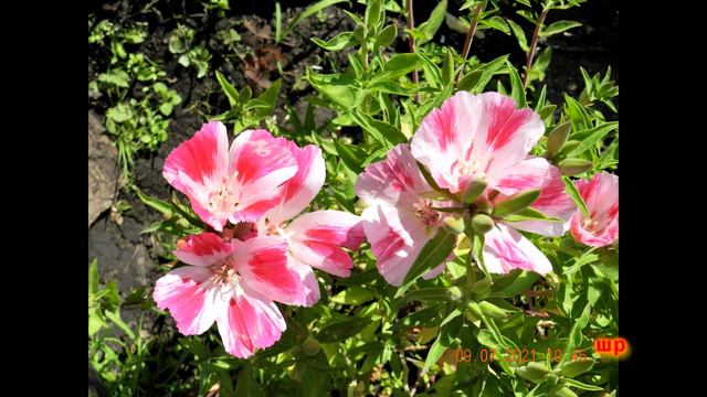 Цветок распускается 4к читинкапро смотреть онлайн