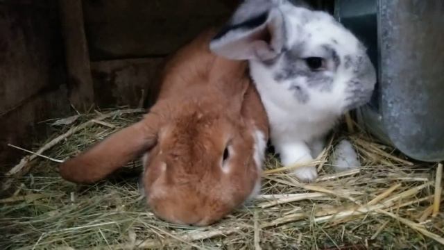 УДОБНЫЕ И ФУНКЦИОНАЛЬНЫЕ НАСЕСТЫ ДЛЯ КУР, своими руками смотреть онлайн