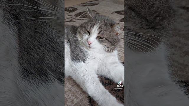 Думки мого кота смотреть онлайн