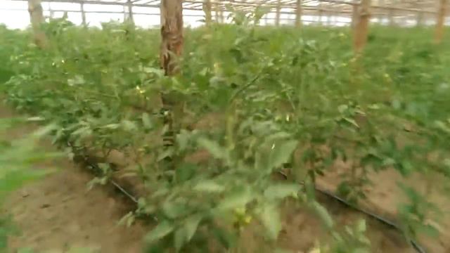 Прогулка по теплице