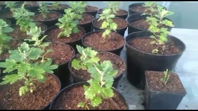 Хризантемы мультифлора. Пересадка смотреть онлайн